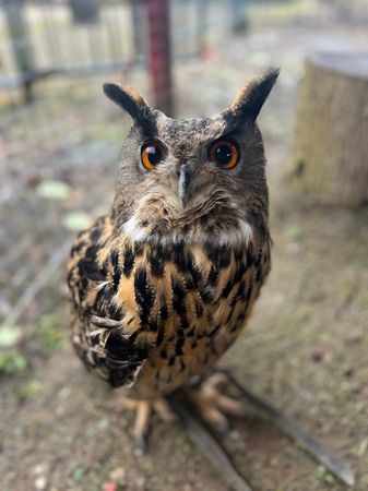 Eurasian Eagle Owl Adoption Pack (1 Year)