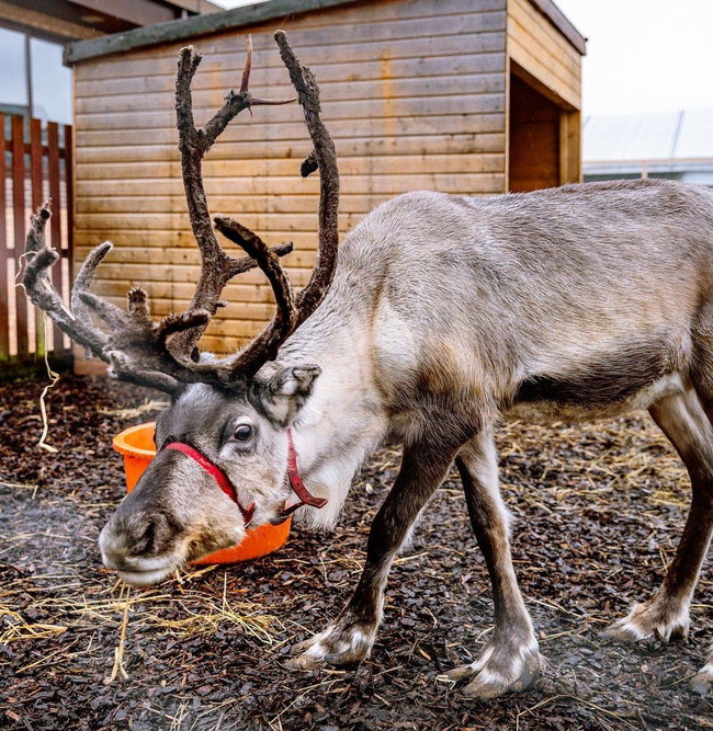 Adopt a Reindeer  