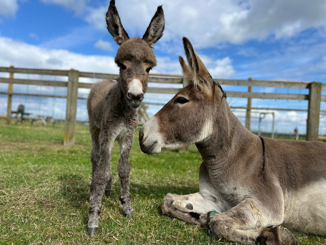 DONKEY SPONSORSHIP