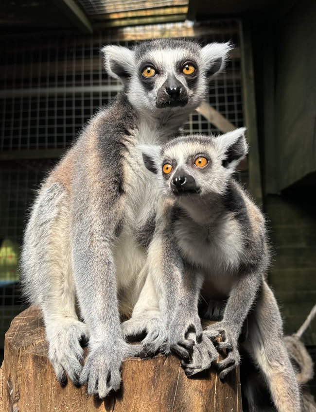 Ring-Tailed Lemur Adoption Pack (1 Year)