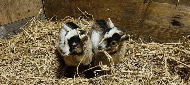 Adopt a Goat