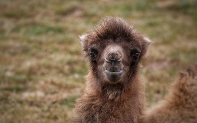 Bactrian Camel Adoption Pack (1 Year)