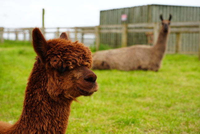 ALPACA & LLAMA SPONSORSHIP