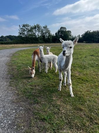 Alpaca Adoption Pack (1 Year)