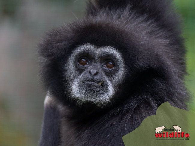 Adopt a Gibbon