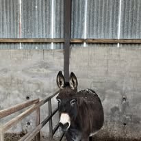 Sponsor Chloe 