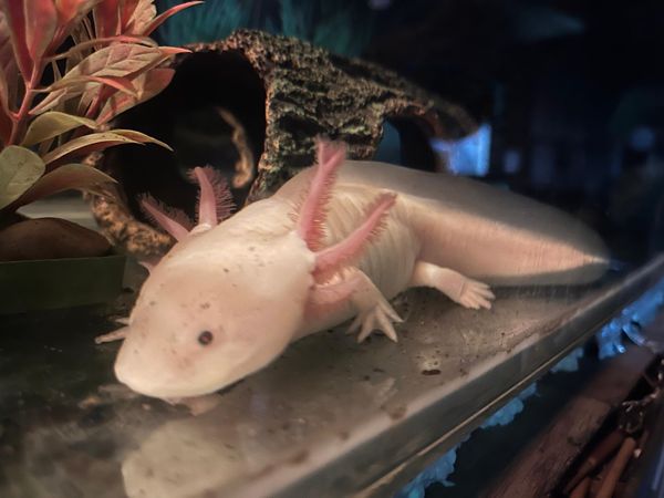 Axolotl Adoption Pack (1 Year)