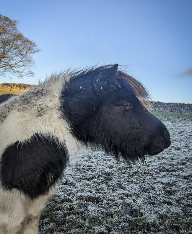 Sponsor our Shetland Ponies