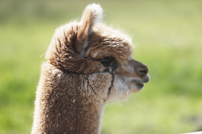 Adopt an Alpaca 