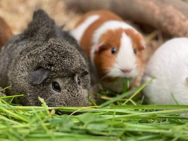 GUINEA PIG SPONSORSHIP