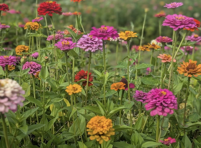 9/6/26 10am-1pm Pick Your Own Zinnia  12 for $10