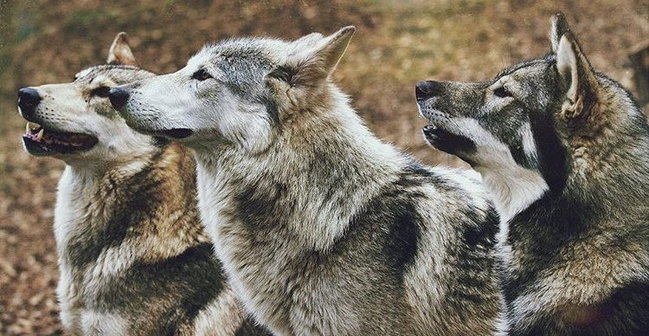 Hybrid Wolf Adoption Pack (1 Year)