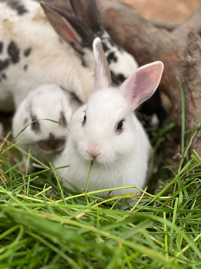RABBIT SPONSORSHIP