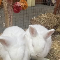 Sponsor one of our Rabbits 
