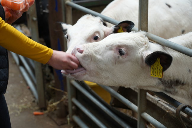 COW SPONSORSHIP
