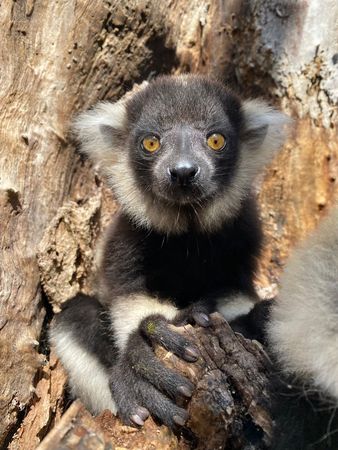 Black & White Ruffed Lemur Adoption Pack (1 Year)
