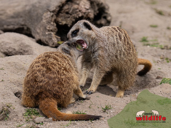 Adopt a Meerkat