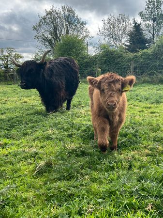 Highland Cattle Adoption Pack (1 Year)