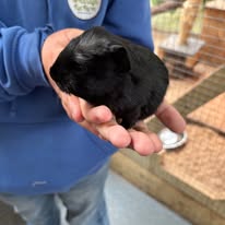 Sponsor a Guinea Pig 
