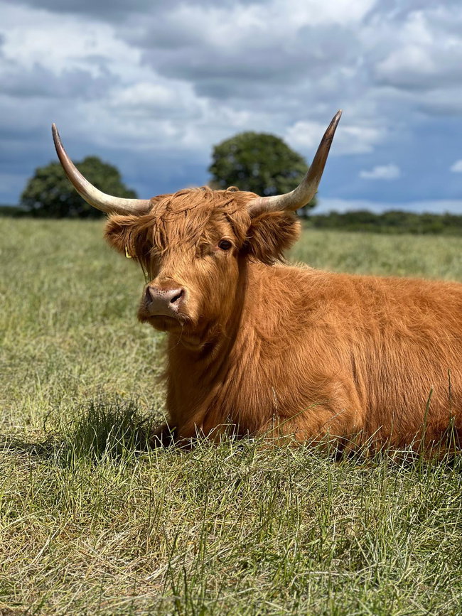 HIGHLAND COW SPONSORSHIP