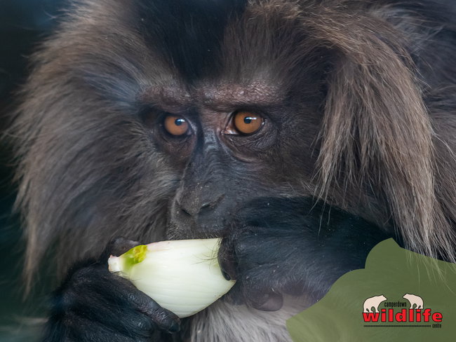 Adopt a Macaque