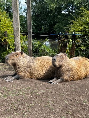 Capybara Adoption Pack (1 Year)