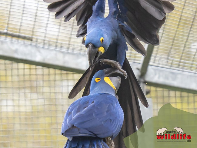 Adopt a Hyacinth Macaw