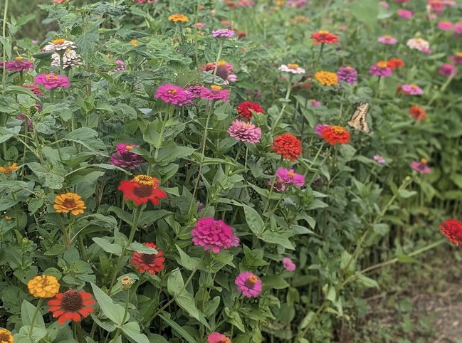 9/6/26 10am-1pm Pick Your Own Zinnia  30 for $20